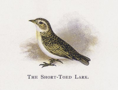 The Short-Toed Lark by Alexander Francis Lydon